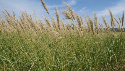 Tall perennial herb with rhizomes reaching up to 4 meters