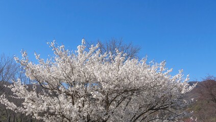 Beneath a clear spring sky, a tree adorned with fragile white blossoms brightens a charming garden scene, embodying the spirit of the season