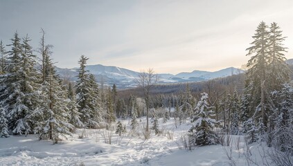 Winter scenery in a mountainous woodland