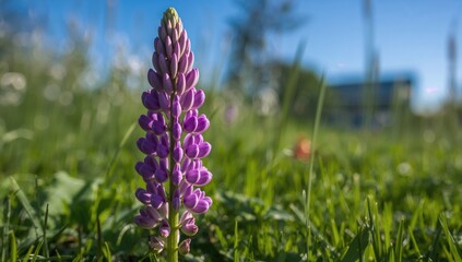 Detailed view of a violet lupine bloom in a backyard