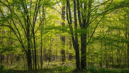 Obraz premium Springtime forest illuminated by natural sunlight
