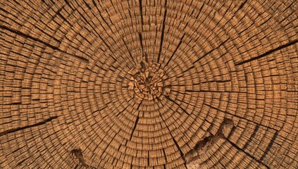 Fototapeta premium Close-up shot of an unlawfully felled mature pine in a forest setting. Concept of unauthorized logging. texture, nature, wood, tree, forest, circle, energy, industry, environment