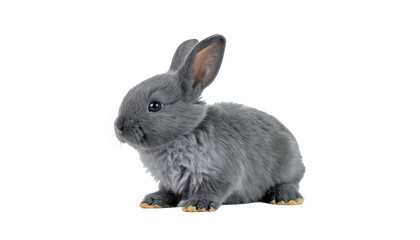 A small, gray bunny, with soft fur, sitting against a black background, looking alert