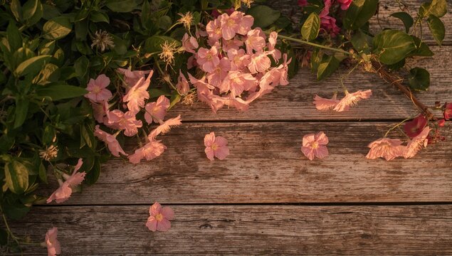 Vintage wooden background adorned with blooming pink ledum blossoms