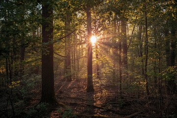 Obraz premium Sun Rays Shining Through Forest Trees