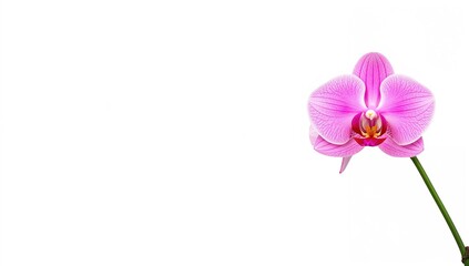 Obraz premium Bright horizontal photo of a lone pink orchid with ample empty area for text, perfect as a greeting card backdrop, flower, isolated, nature, spring, space, gift, white, beauty, garden