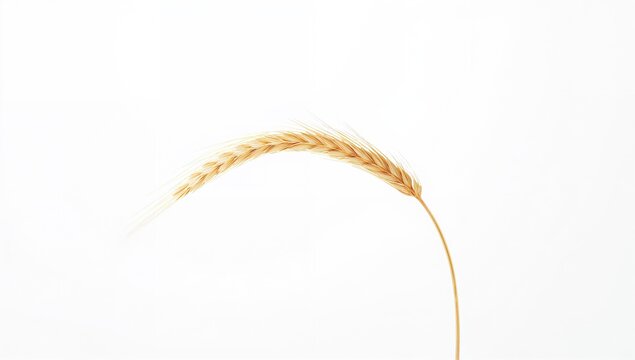Single barley stalk on a plain white background