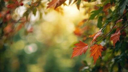 Fototapeta premium Leaves stand out against a softly blurred backdrop in the upper photo