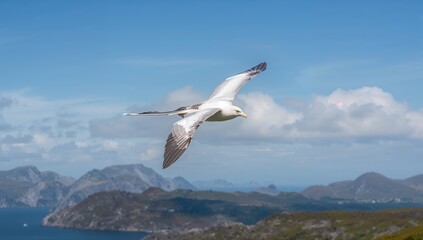 Obraz premium Long-tailed white bird in flight
