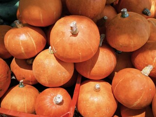Orange pumpkins for sale at Kopeng Tourist Market, Magelang, Indonesia