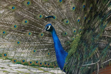 Obraz premium Peacock – Vibrant Feathers and Majestic Beauty in Nature