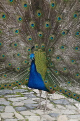 Obraz premium Peacock – Vibrant Feathers and Majestic Beauty in Nature