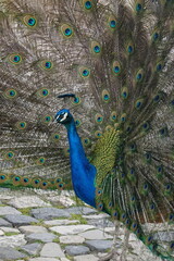 Obraz premium Peacock – Vibrant Feathers and Majestic Beauty in Nature