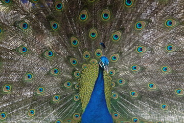 Obraz premium Peacock – Vibrant Feathers and Majestic Beauty in Nature