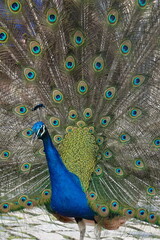 Peacock &ndash; Vibrant Feathers and Majestic Beauty in Nature