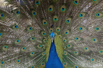 Obraz premium Peacock – Vibrant Feathers and Majestic Beauty in Nature