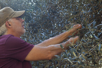 Close-up of man working in olive grove collecting fruit from branches, Catalonia countryside.