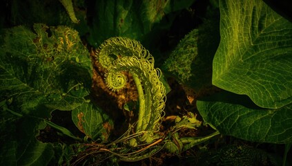 Nephrolepis exaltata, the humidity-loving spore-bearing plant