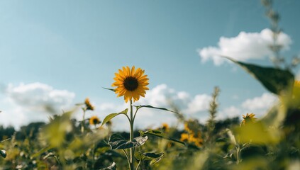 A tiny section of sunflowers blooming beautifully under the open sky