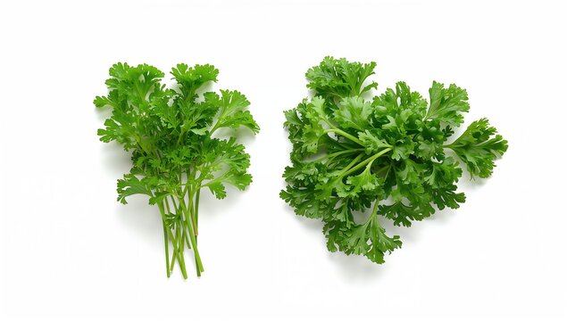 Bundle of fresh garden herbs including parsley, cilantro, chervil, and coriander leaves isolated on white background from above