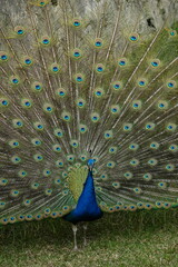 Obraz premium Peacock – Vibrant Feathers and Majestic Beauty in Nature