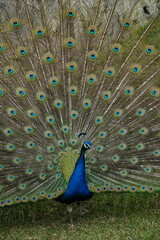 Obraz premium Peacock – Vibrant Feathers and Majestic Beauty in Nature