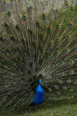 Obraz premium Peacock – Vibrant Feathers and Majestic Beauty in Nature