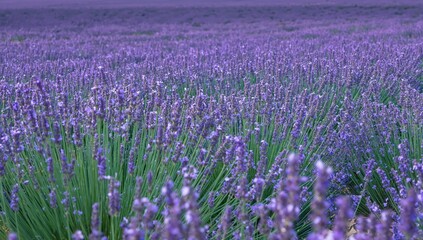 Obraz premium A scenic field of lavender blooms dances softly in the wind, stretching endlessly and coloring the land in shades of violet with a sweet aroma.