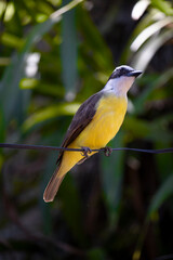 Great Kiskadee (Pitangus sulphuratus) Bird on Wire, Vibrant Yellow Plumage, Nature in Brazil