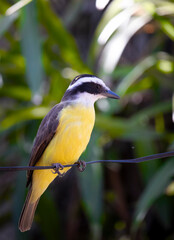 Great Kiskadee (Pitangus sulphuratus) Bird on Wire, Vibrant Yellow Plumage, Nature in Brazil