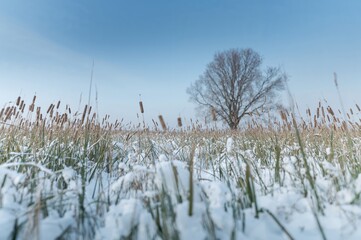 Obraz premium Frost-covered grassland and tall reeds seen from a high vantage point with a blurred natural backdrop