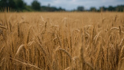Close-up of golden wheat spikes in a vast agricultural field at dawn. Serene rural environment showcasing mature wheat ready for harvest. Space for text.