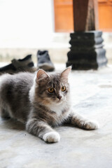 Fototapete bei efototapeten.de bestellen   