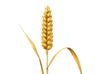  Ear of Wheat Spikelet on White Background, Natural Botanical Style, Isolated