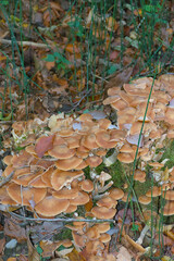 A close-up, high-angle view of a dense, sprawling cluster of wild, light brown-capped mushrooms covering a mossy surface.