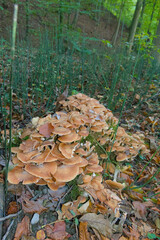 A close-up, high-angle view of a dense, sprawling cluster of wild, light brown-capped mushrooms covering a mossy surface.