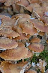 A close-up, high-angle view of a dense, sprawling cluster of wild, light brown-capped mushrooms covering a mossy surface.