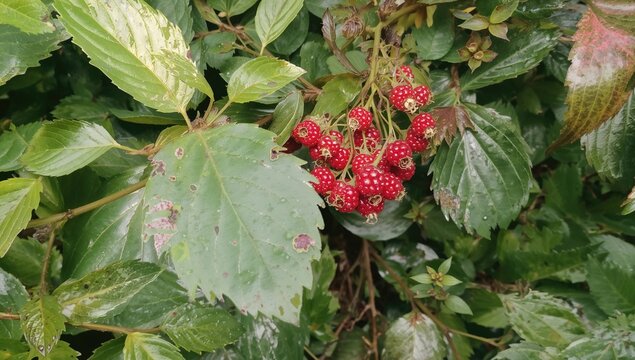 Scarlet Berries Nestled Among Lush Foliage