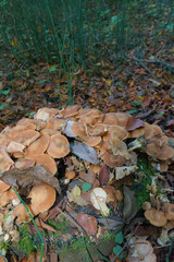 A close-up, high-angle view of a dense, sprawling cluster of wild, light brown-capped mushrooms covering a mossy surface.