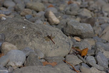 A striking red and brown dragonfly with translucent wings rests on a large, smooth, sunlit grey river stone.