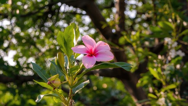 Pink Plumeria rubra blossoms with blurred tropical garden backdrop