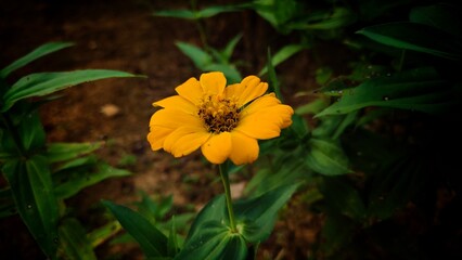 orange flower in the garden