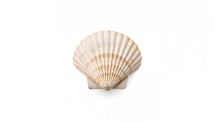 Obraz premium Overhead shot of a scallop shell on a white background