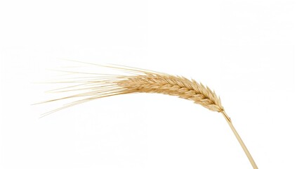 Isolated Wheat Ear Fully Cleaned and Dried on a White Background with Clipping Path and Complete Focus