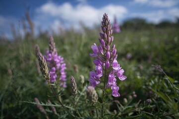 Obraz premium Seasonal Bloom of Purple Wildflowers Lathyrus Latifolius