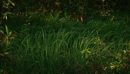 Vibrant green lawn with pristine flowers in a perfect environment