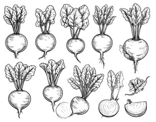 Hand-drawn illustrations of beets