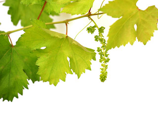 Grape flower buds, baby grapes.Young green branch of grapes.