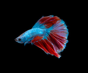 Colourful betta fish,Siamese fighting fish in movement isolated on black background. Capture the moving moment of colourful siamese fighting fish with clipping path.