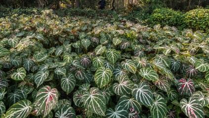 Obraz premium Caladium bicolor plant with vibrant multicolored foliage, popular as an indoor decorative species